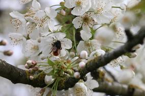 Nature Cherry Flowers