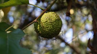 Nature Green Trees The