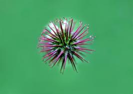 Nature Plant Background Close