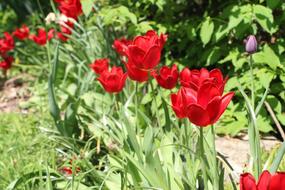 Nature Spring Bloom