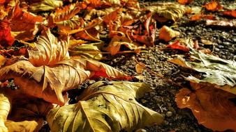 Fall Nature Leaf