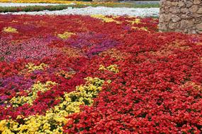 the field of colored flowers is beautiful