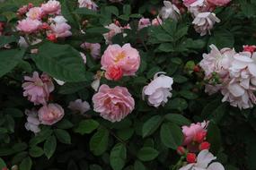 Liguria Italy Summer