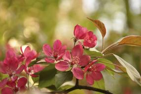 Spring Flower Bloom
