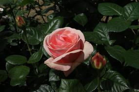 Liguria Italy Summer