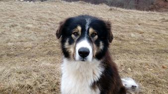 the dog is a fluffy beautiful species