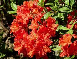 Flowers Nature Spring Colorful