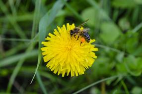 Bee Macro Flower