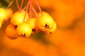 Rowan Yellow Fruits