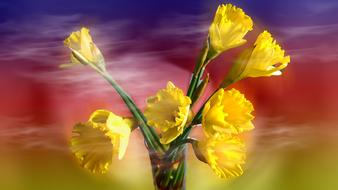 Daffodils Nature Flower