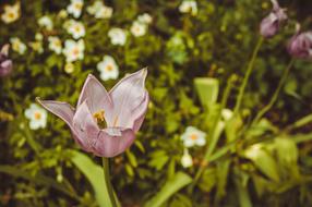 Pink Flowers macro blur nature