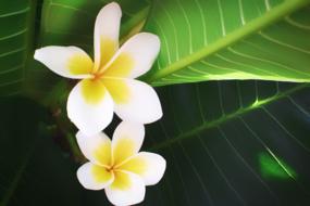 Frangipani Plumeria Flower
