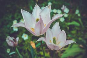 Flower Krupnyj Plan Pink Flowers