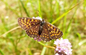 Butterfly Day Nature Insect At The