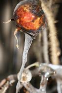 Rose Hip Icicle Nature