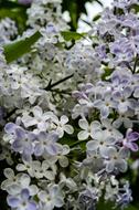 Flowers Flowering Shrub Garden