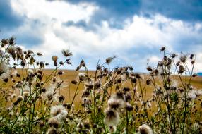 Field Slovakia Nature