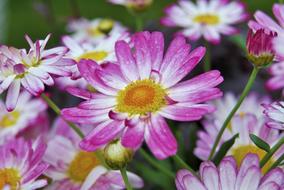 Purple Plant Close Up Summer