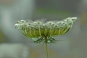 Nature Outdoors Closeup