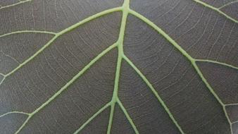 Grey Leaves Mesopodium Petiolus