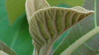 Teak Leaves Shoots Leaf