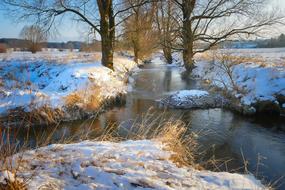 Nature Tree Snow