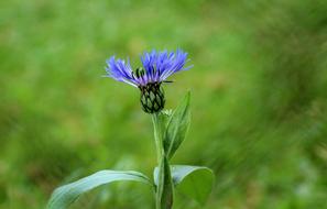 Cornflower Flower Field Blue