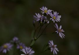 Nature Flower Flora