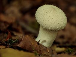 Sponge Puffball Forest