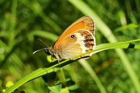 Nature Insect Butterfly Day
