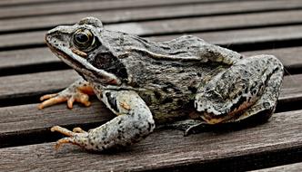 Amphibians Bezogonowe Nature