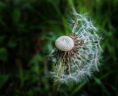 Dandelion Plant Nature