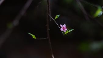 Cherry Flowers Flower The Lunar