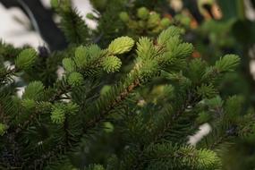 Pine Forest Needles