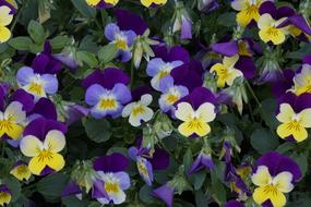 green,plant Bloom
