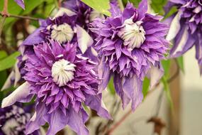 Clematis Blossom Bloom