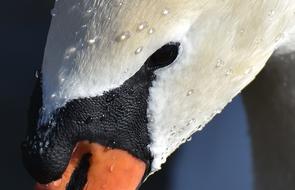 Black and white mute swan