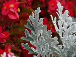 Macro Moss Plant