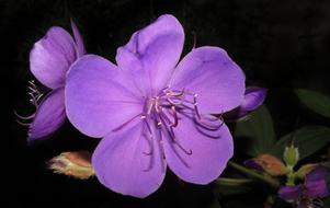 Flower Nature Flora