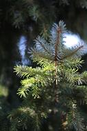 Fir Tree Forest Branch