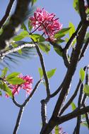 Hibiscus Flowers Beach