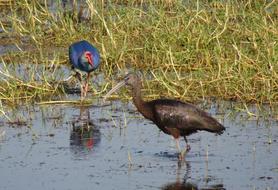 Glossy Ibis Wader Plegadis