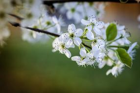 Nature Flower Flora