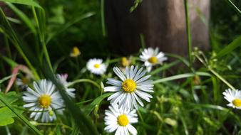 Nature Flower Summer