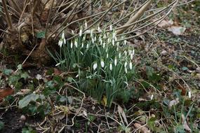 Snowdrop Frühlingsblüher Flower