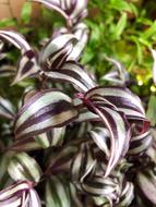 Wandering Jew Houseplant Plant