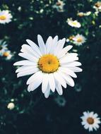 Nature Flower Summer