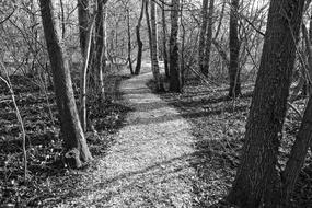 Path Footpath Forest