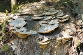 Tree Stump Mushrooms Forest
