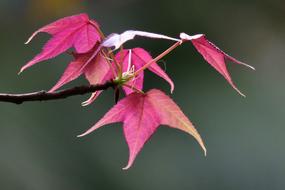 Maple Leaf Nature